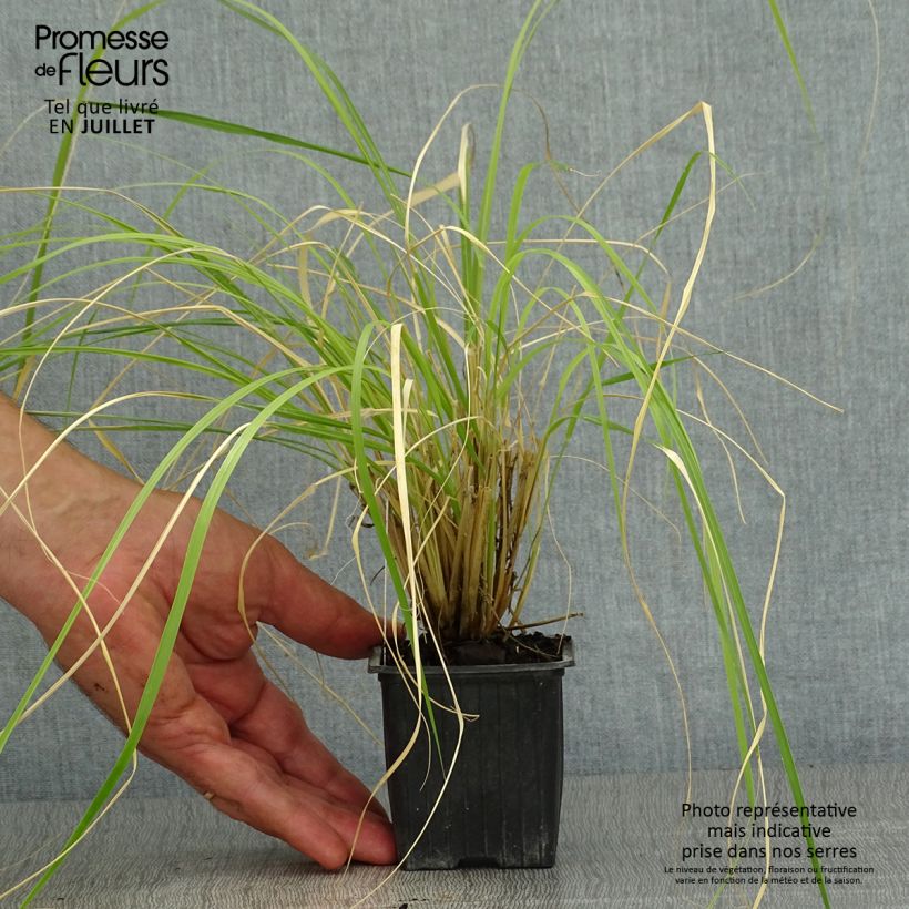 Exemplaar van Pennisetum massaicum Red Button - Lampenpoetsersgras Kweekpotje van 8/9 cm zoals geleverd in de zomer