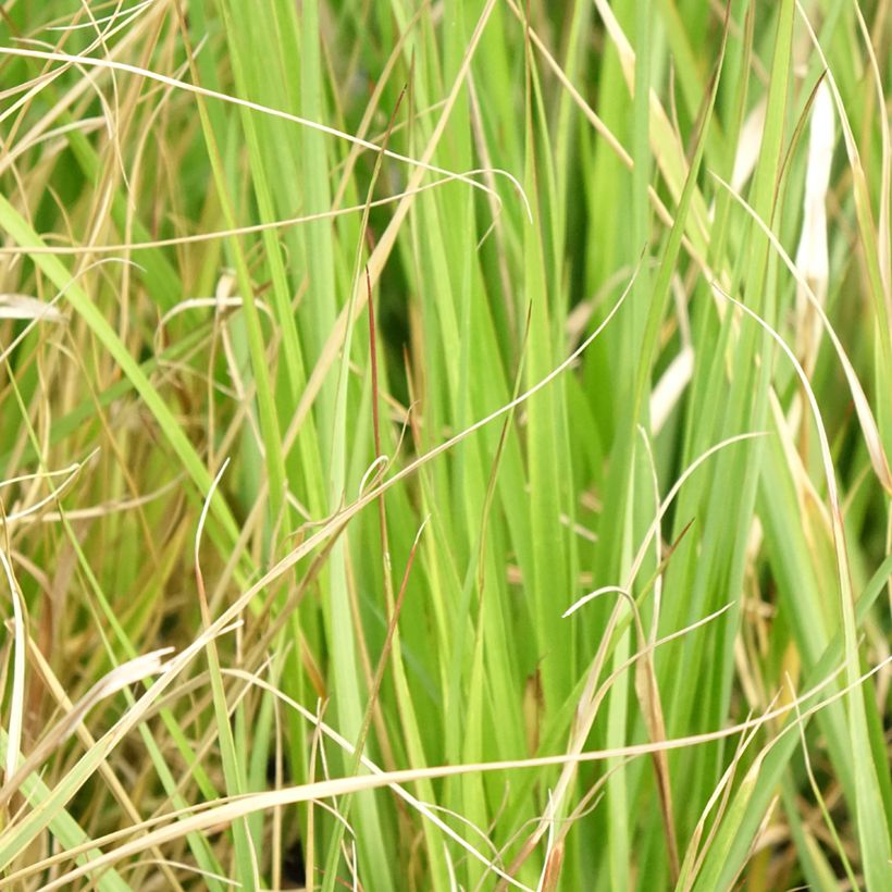Pennisetum massaicum Red Button - Lampenpoetsersgras (Blad)