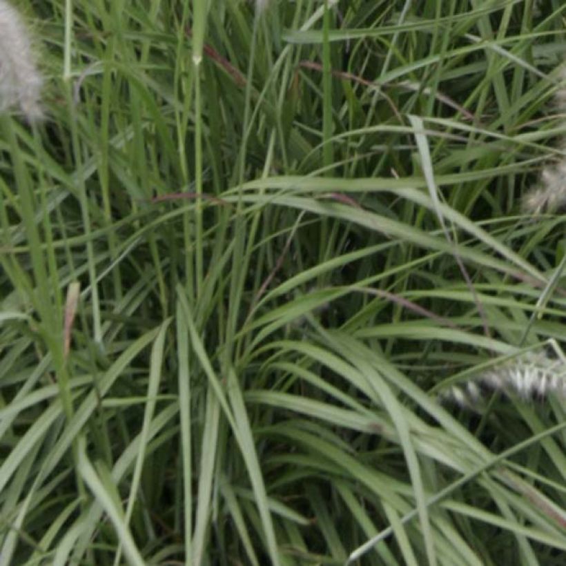 Pennisetum orientale - Lampenpoetsersgras (Blad)