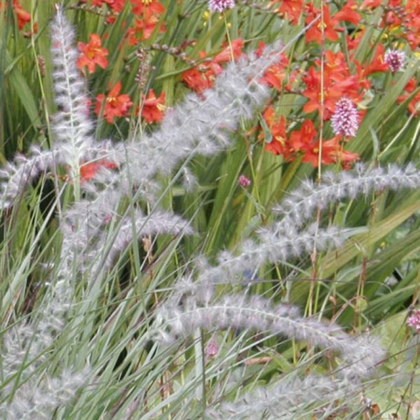Pennisetum orientale - Lampenpoetsersgras (Bloei)
