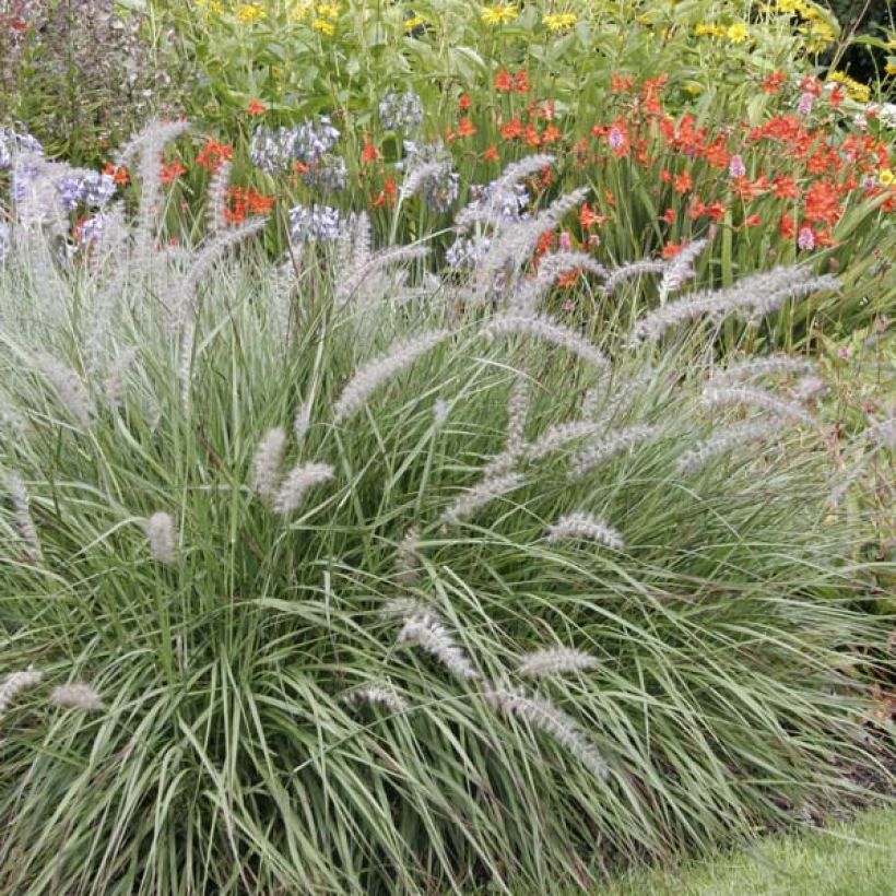 Pennisetum orientale - Lampenpoetsersgras (Groeiplaats)