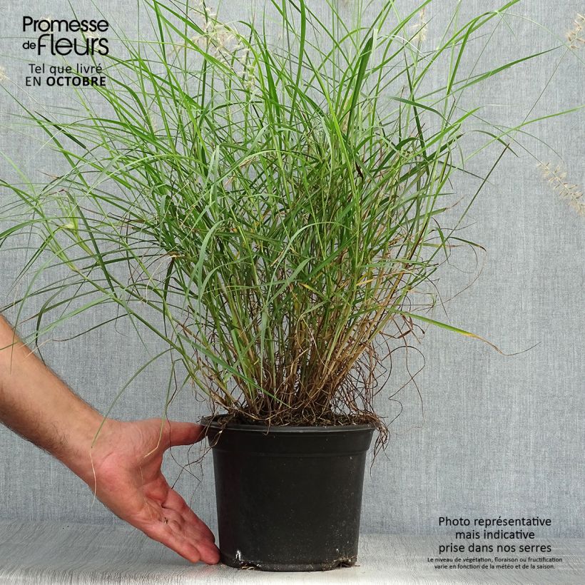 Exemplaar van Pennisetum orientale - Lampenpoetsersgras Pot van 2 l/3 l zoals geleverd in de herfst