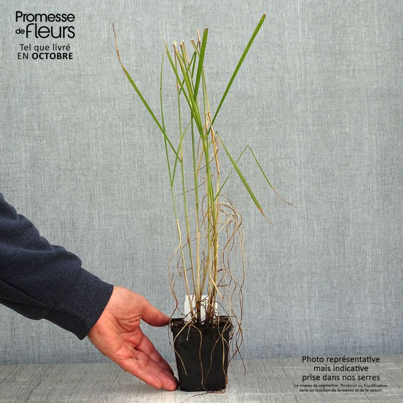 Exemplaar van Pennisetum orientale Fairy Tails - Lampenpoetsersgras Kweekpotje van 8/9 cm zoals geleverd in de herfst