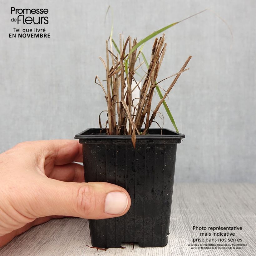 Exemplaar van Pennisetum orientale JS Dance With Me - Lampenpoetsersgras Kweekpotje van 8/9 cm zoals geleverd in de herfst