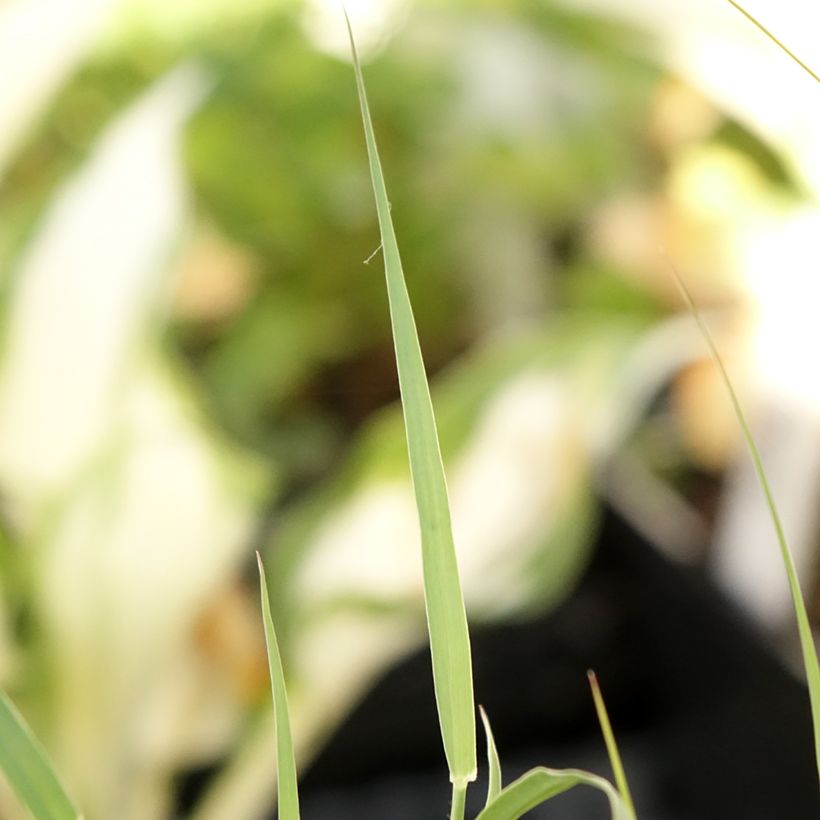 Pennisetum orientale JS Dance With Me - Lampenpoetsersgras (Blad)