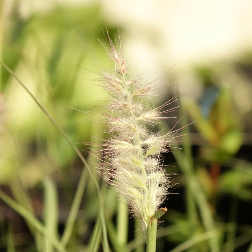 Pennisetum orientale JS Dance With Me - Lampenpoetsersgras (Bloei)
