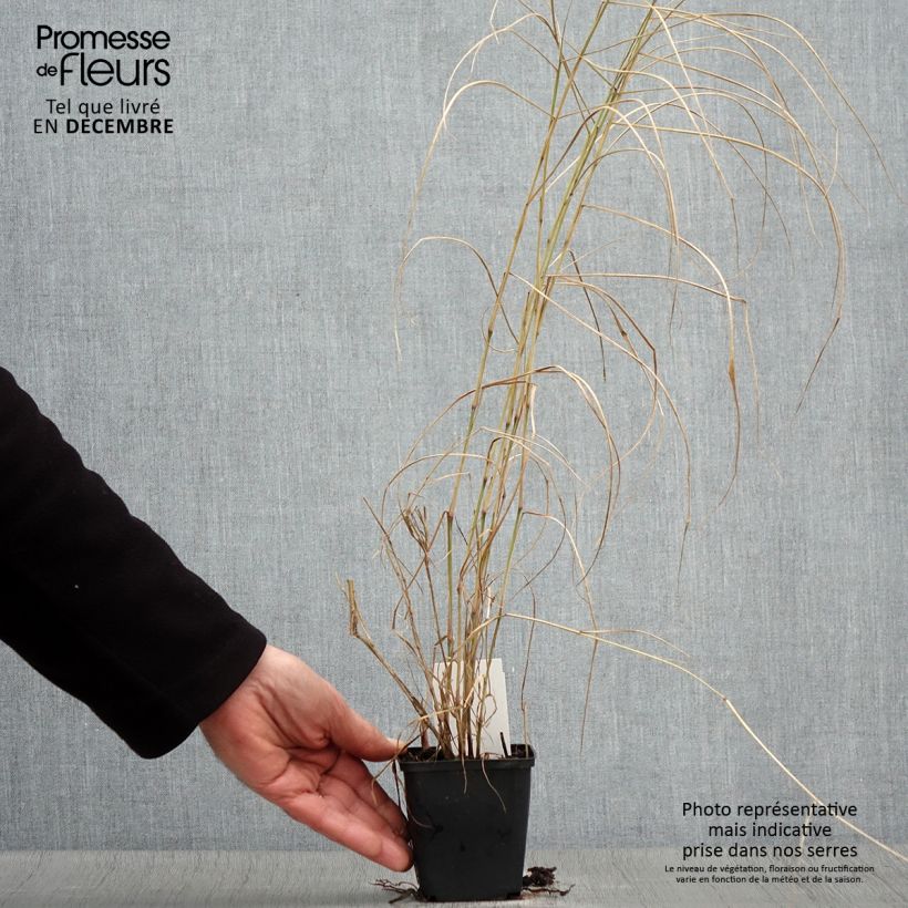 Exemplaar van Pennisetum orientale Karley Rose - Lampenpoetsersgras Kweekpotje van 8/9 cm zoals geleverd in de herfst