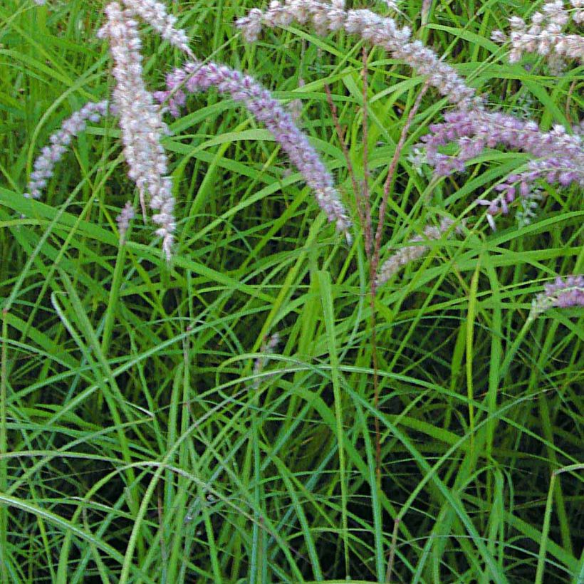 Pennisetum orientale Tall Tails - Lampenpoetsersgras (Blad)