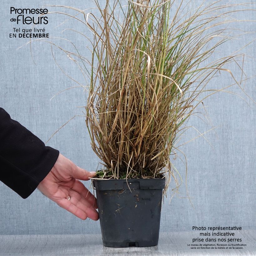 Exemplaar van Pennisetum orientale Tall Tails - Lampenpoetsersgras Pot van 2 l/3 l zoals geleverd in de herfst
