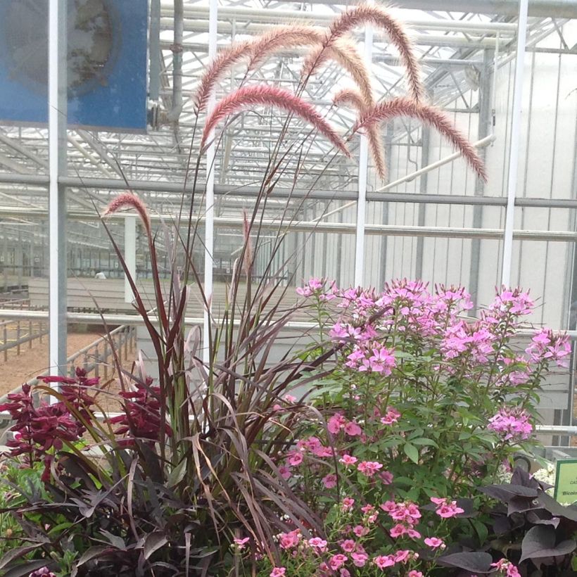 Pennisetum setaceum Firework - Lampenpoetsersgras (Groeiplaats)