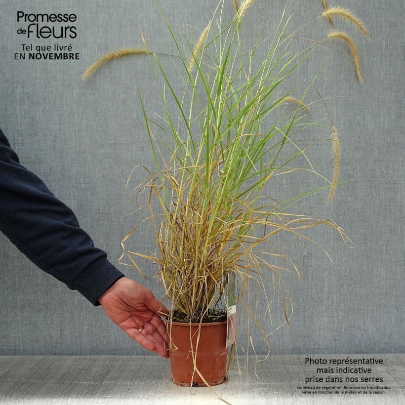 Exemplaar van Pennisetum setaceum Skyrocket - Lampenpoetsersgras Pot van 1 l/1,5 l zoals geleverd in de herfst