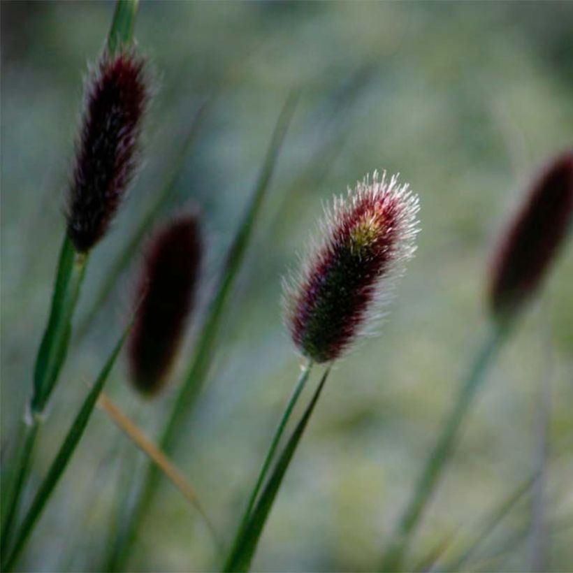 Pennisetum thunbergii - Lampenpoetsersgras (Bloei)