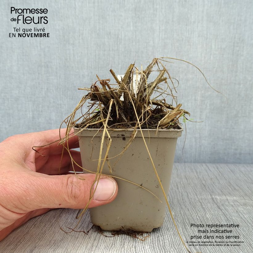 Exemplaar van Pennisetum thunbergii - Lampenpoetsersgras Kweekpotje van 8/9 cm zoals geleverd in de herfst