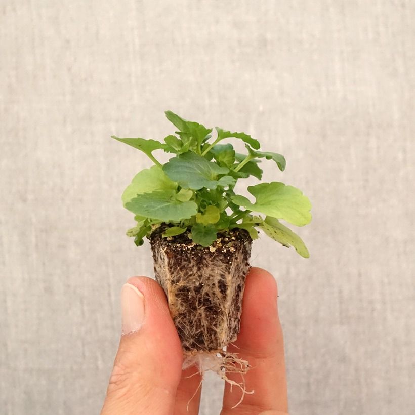 Exemplaar van Viola wittrockiana Mariposa F1 - Grootbloemige viool Kluitplant: kluit 3,8 cm x 3,2 cm in een tray voor 16 planten zoals geleverd in de herfst