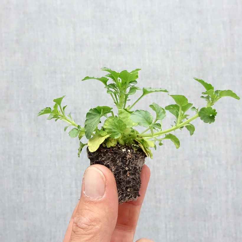 Exemplaar van Viola wittrockiana Ultima Radiance F1 Mix - Middel-grootbloemige violen in mix Minimotte: kluitje van 2,2 cm x 2 cm in kweekplaat per 35 stuks zoals geleverd in de herfst