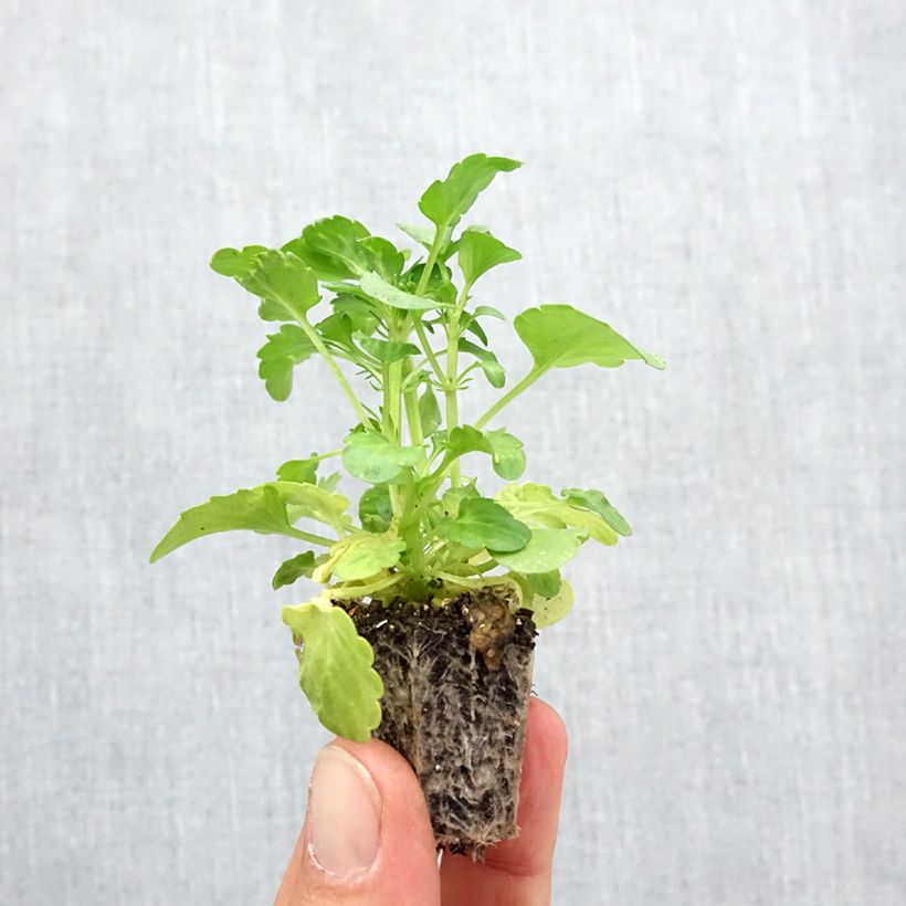 Exemplaar van Viola wittrockiana Frizzle F1 Burgundy - Grootbloemige violen met golvende bloemblaadjes Mini-motte Kluitplant: kluit 3,8 cm x 3,2 cm in een tray voor 16 planten zoals geleverd in de herfst