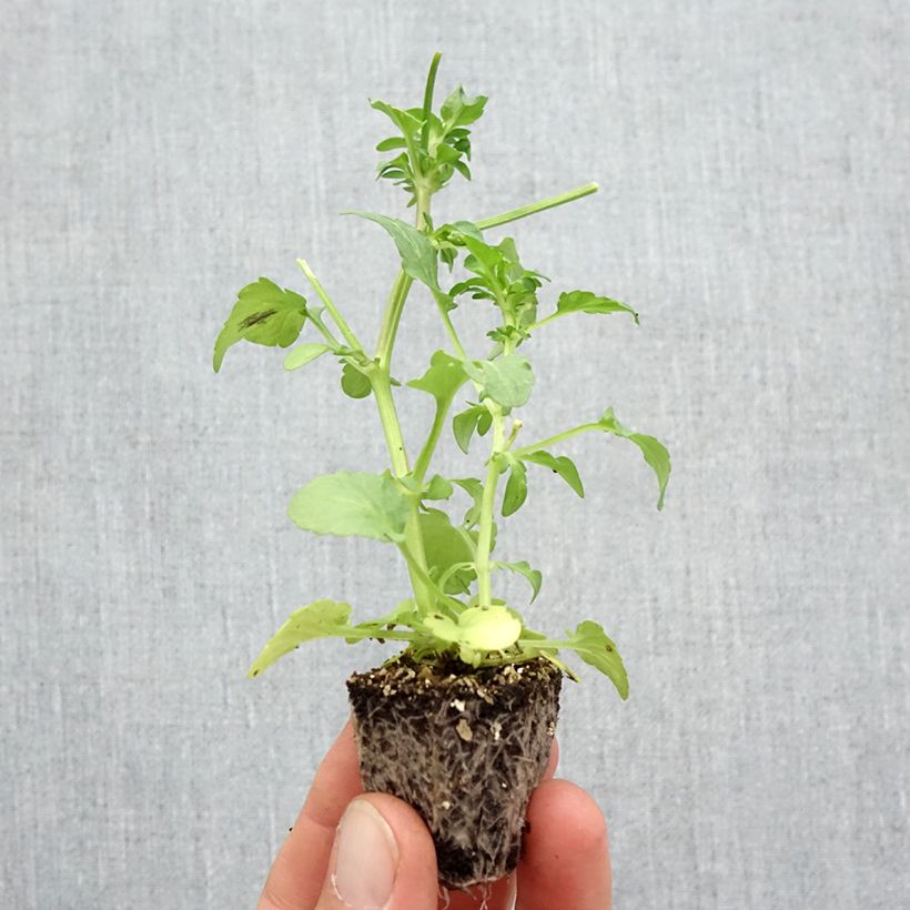 Exemplaar van Viola wittrockiana F1 Frizzle Lemonberry - Grootbloemige violen met golvende bloemblaadjes Kluitplant: kluit 3,8 cm x 3,2 cm in een tray voor 16 planten zoals geleverd in de herfst