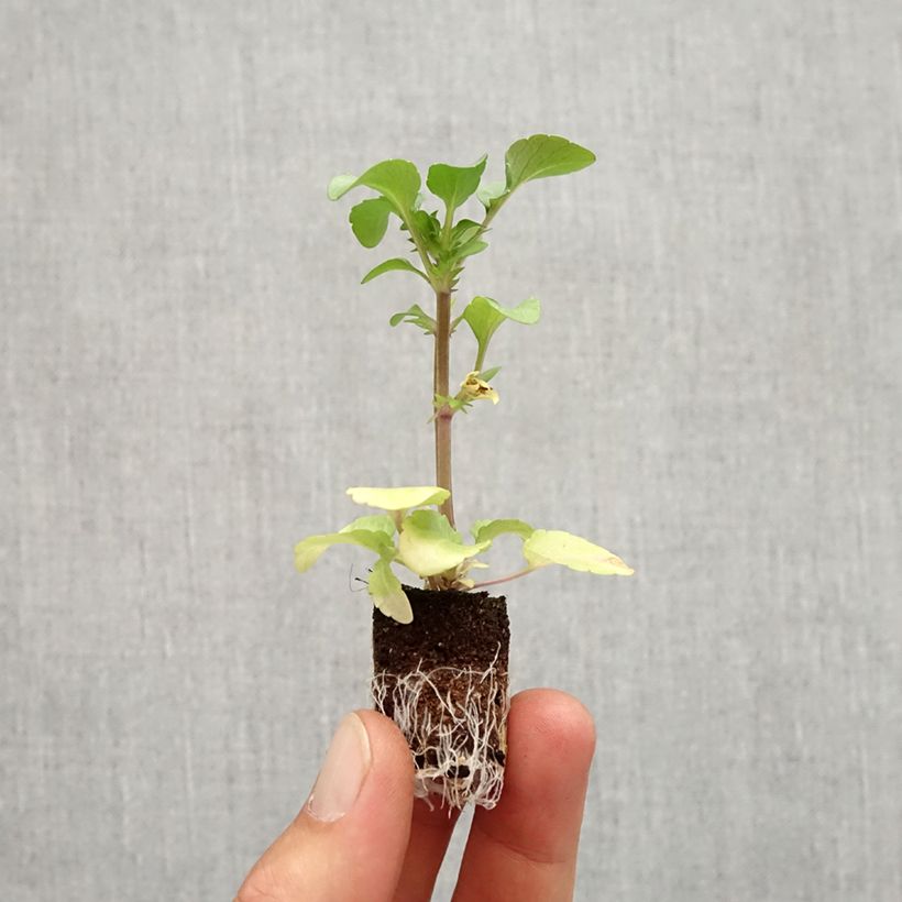 Exemplaar van Viola wittrockiana Ruffles Purple White Rim - Grootbloemige viool Mini-mot Ø 1,5/2,5 cm zoals geleverd in de herfst