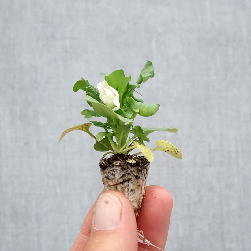 Exemplaar van Viola wittrockiana F1 Carrera White - Grootbloemige viool Minimotte: kluitje van 2,2 cm x 2 cm in kweekplaat per 35 stuks zoals geleverd in de herfst
