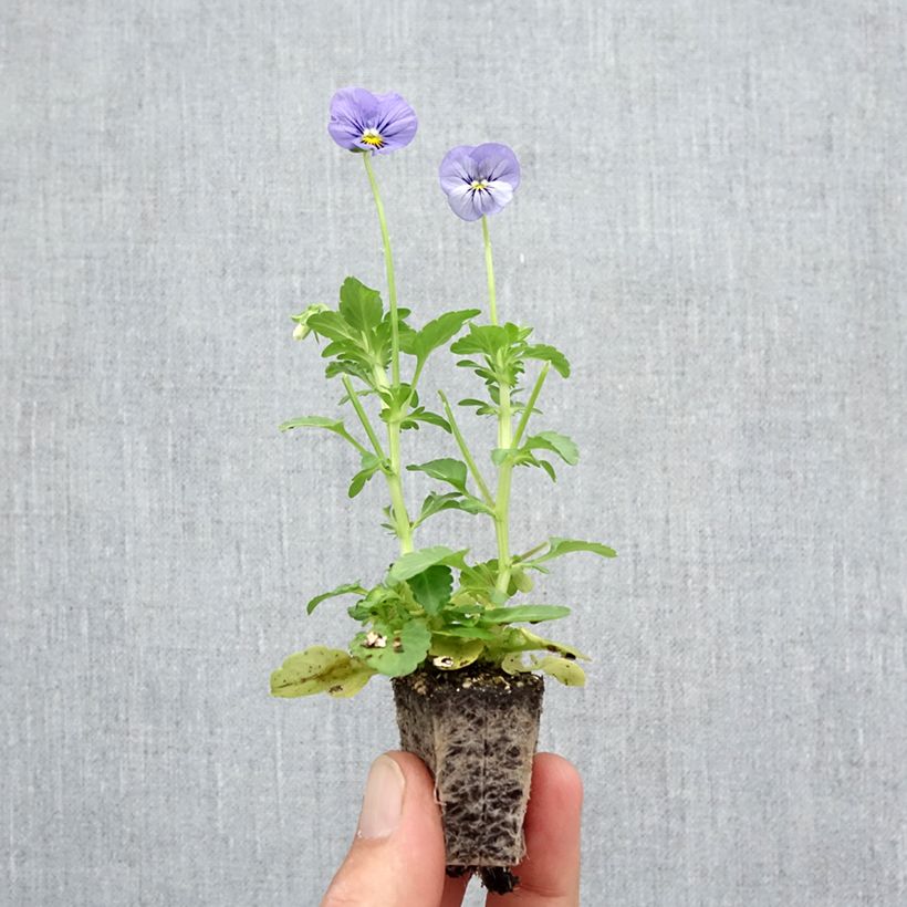 Exemplaar van Viola wittrockiana Inspire Metallic Blue Blotch - Grootbloemige viool Kluitplant: kluit 3,8 cm x 3,2 cm in een tray voor 16 planten zoals geleverd in de herfst