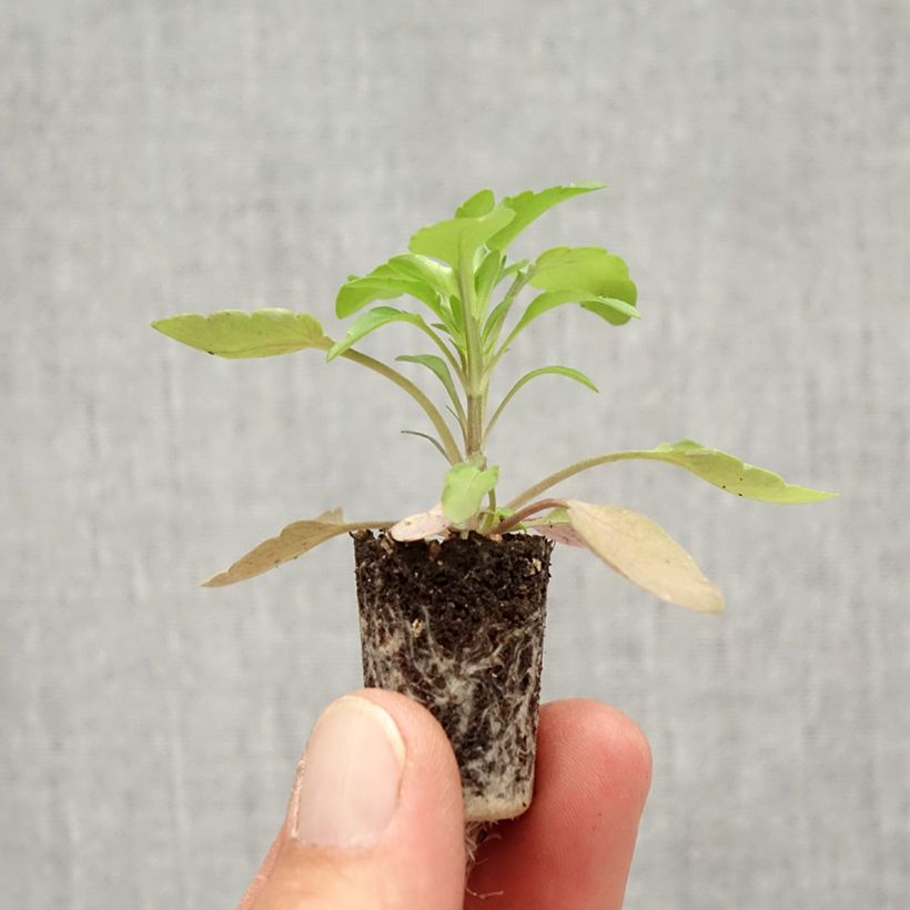 Exemplaar van Viola wittrockiana Cool Wave Golden Yellow - Hangende/spreidende grootbloemige viool Mini-mot Ø 1,5/2,5 cm zoals geleverd in de herfst