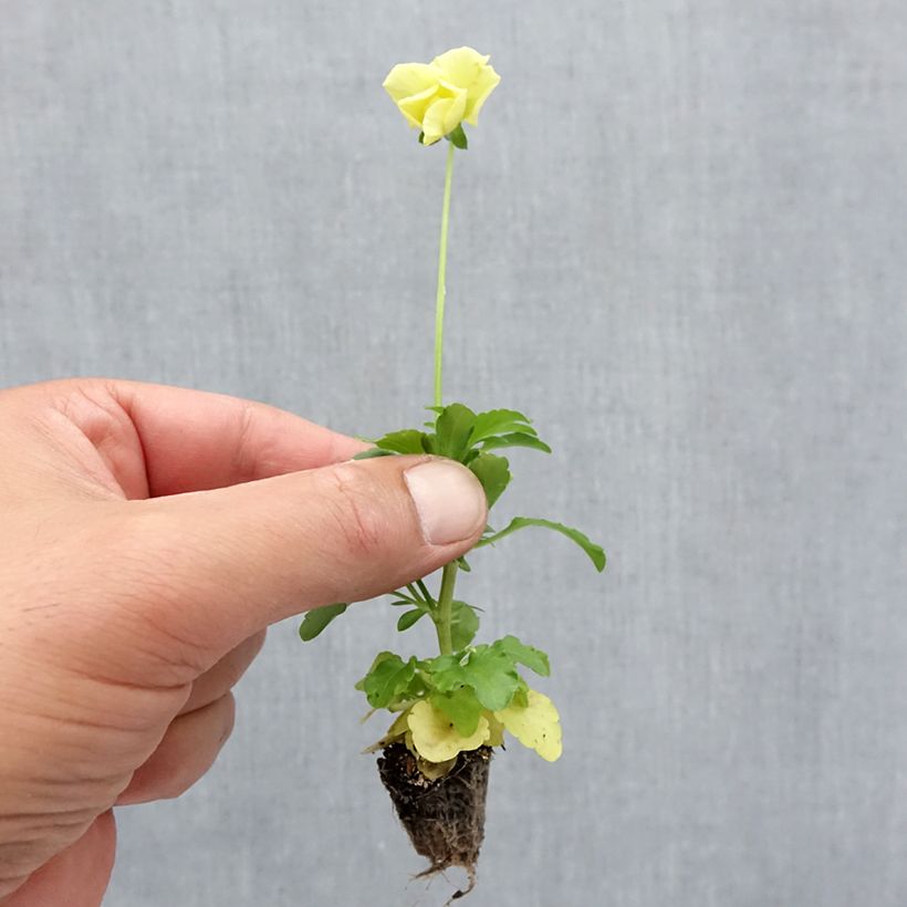 Exemplaar van Viola wittrockiana Cool Wave Lemon Improved - Hangende/spreidende grootbloemige viool Minimotte: kluitje van 2,2 cm x 2 cm in kweekplaat per 35 stuks zoals geleverd in de herfst