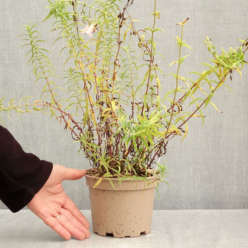 Exemplaar van Penstemon Apple Blossom - Slangenkop Pot van 2 l/3 l zoals geleverd in de herfst