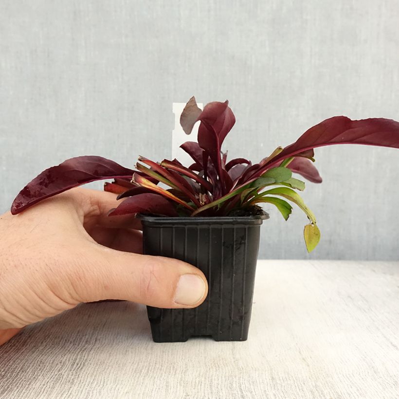 Exemplaar van Penstemon digitalis Dakota Burgundy Godet de 8/9 cm zoals geleverd in de herfst