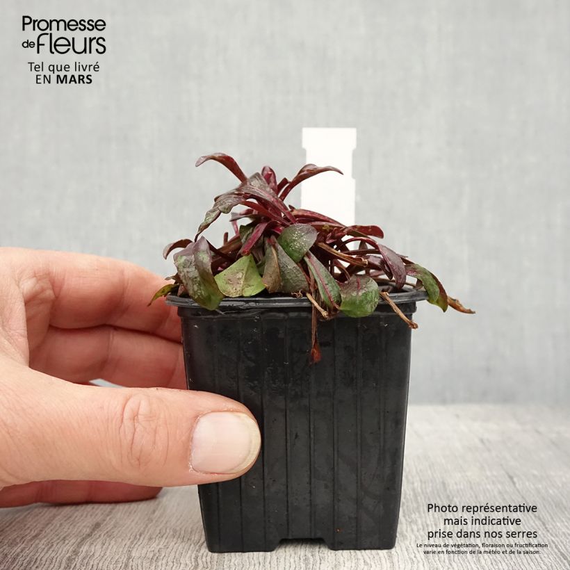 Example of Penstemon digitalis Dakota Burgundy - Slangenkop Kweekpotje van 8/9 cm as you get in printemps