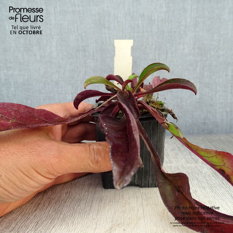 Exemplaar van Penstemon digitalis Dakota Verde - Slangenkop Kweekpotje van 8/9 cm zoals geleverd in de herfst