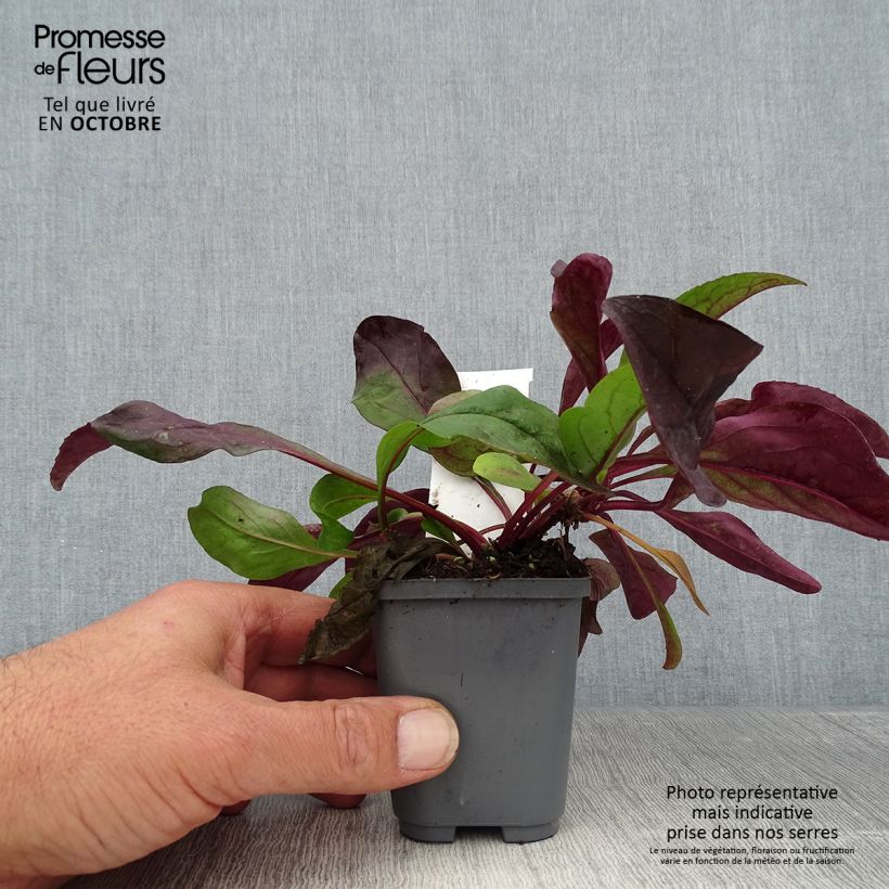 Exemplaar van Penstemon digitalis Dark Towers - Slangenkop Kweekpotje van 8/9 cm zoals geleverd in de herfst