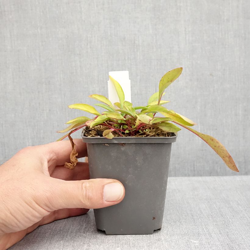Exemplaar van Penstemon digitalis Goldfinger - Slangenkop Kweekpotje van 7/8 cm zoals geleverd in de herfst