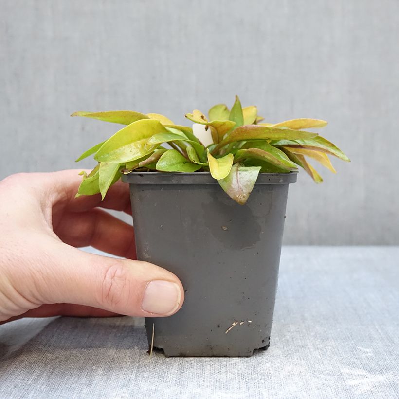 Exemplaar van Penstemon digitalis Goldfinger - Slangenkop Kweekpotje van 7/8 cm zoals geleverd in de winter