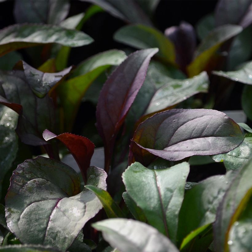 Penstemon digitalis Husker Red - Slangenkop (Blad)