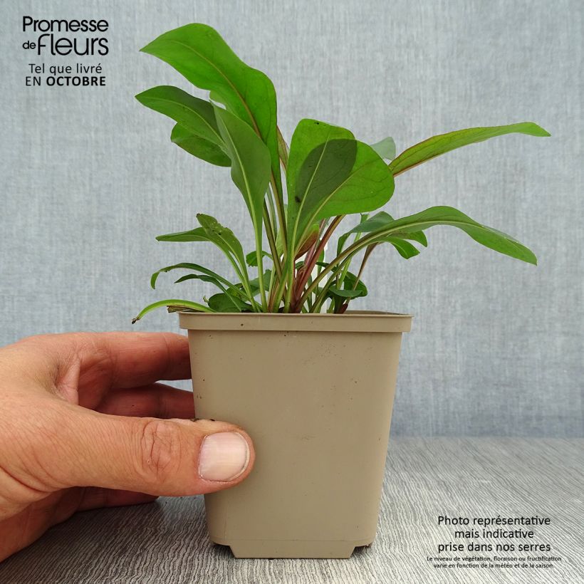 Exemplaar van Penstemon digitalis Pocahontas - Slangenkop Kweekpotje van 8/9 cm zoals geleverd in de herfst