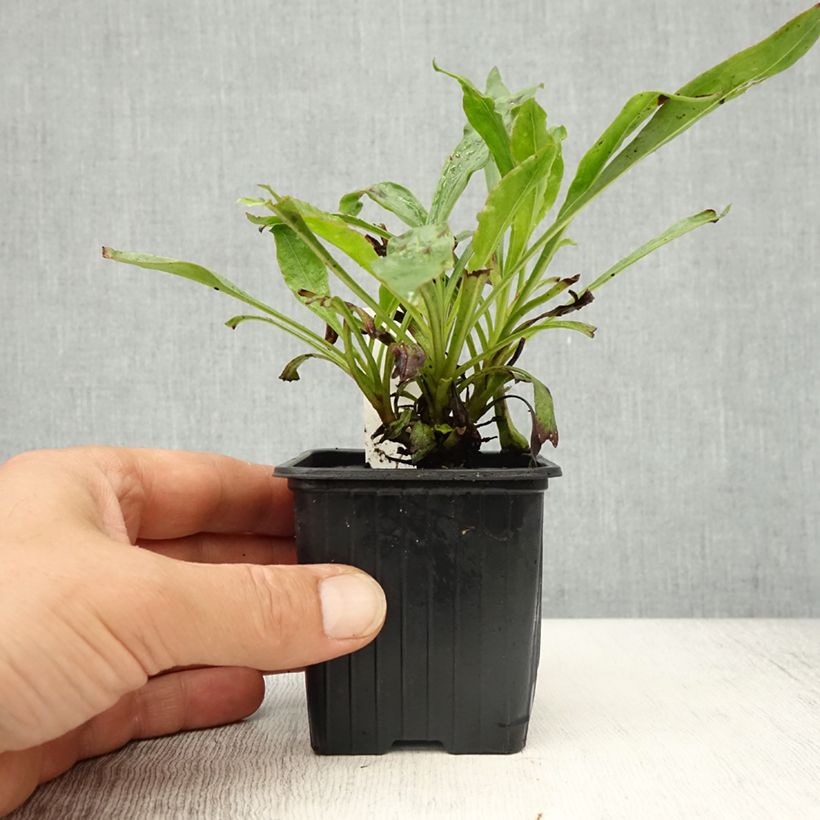 Example of Penstemon eatonii - Penstémon d'Eaton, galane Kweekpotje van 8/9 cm as you get in printemps