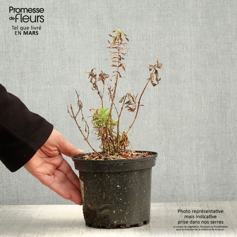 Example of Penstemon Hewell Pink Bedder - Slangenkop Pot van 2 l/3 l as you get in printemps