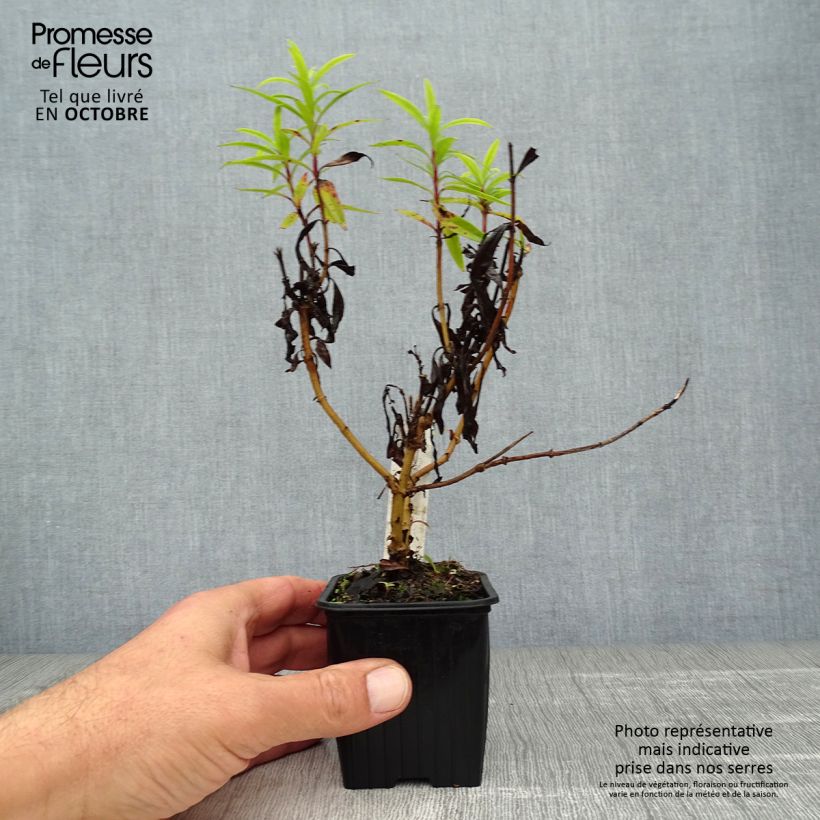 Exemplaar van Penstemon Blackbird - Slangenkop Kweekpotje van 7/8 cm zoals geleverd in de herfst