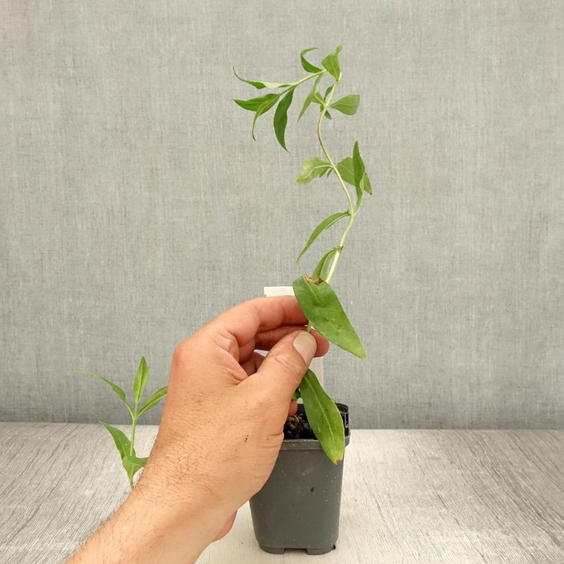 Exemplaar van Penstemon Gloire des quatre rues - Slangenkop Kweekpotje van 8/9 cm zoals geleverd in de zomer