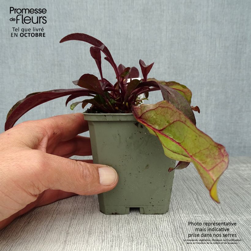 Exemplaar van Penstemon digitalis Husker Red - Slangenkop Kweekpotje van 8/9 cm zoals geleverd in de herfst