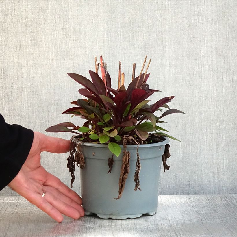 Exemplaar van Penstemon digitalis Husker Red - Slangenkop Pot van 2 l/3 l zoals geleverd in de herfst