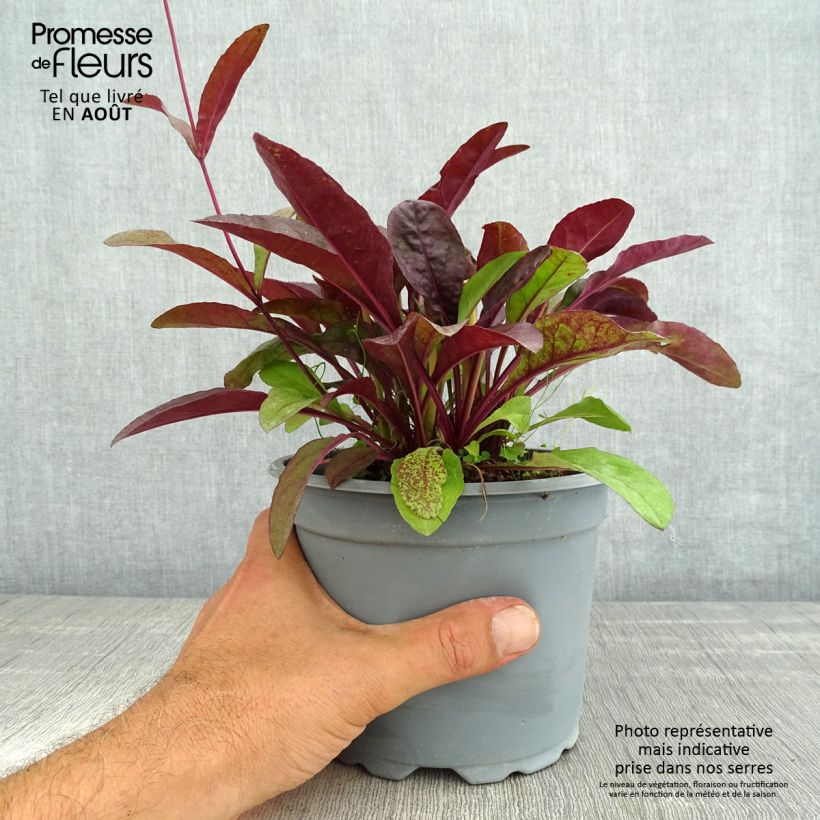 Exemplaar van Penstemon digitalis Husker Red - Slangenkop Pot van 2 l/3 l zoals geleverd in de zomer