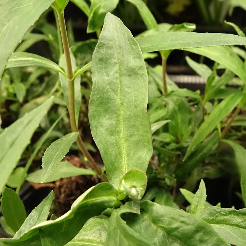 Penstemon Midnight - Slangenkop (Blad)