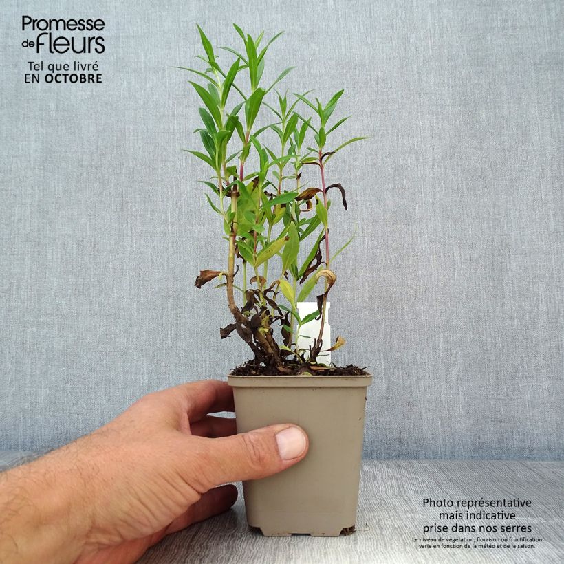 Exemplaar van Penstemon Rubicundus - Slangenkop Kweekpotje van 8/9 cm zoals geleverd in de herfst