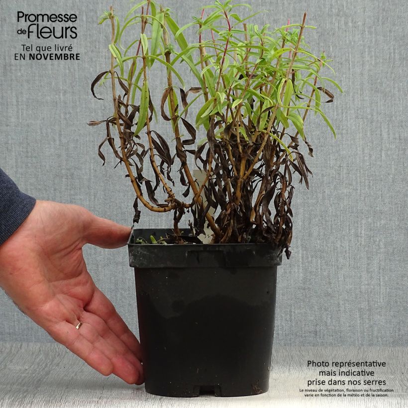 Exemplaar van Penstemon Schoenholzeri - Slangenkop Pot van 2 l/3 l zoals geleverd in de herfst