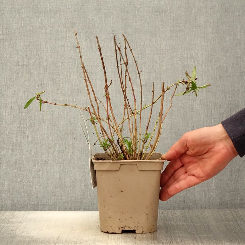 Exemplaar van Penstemon Sour Grapes - Slangenkop Pot van 2 l/3 l zoals geleverd in de lente