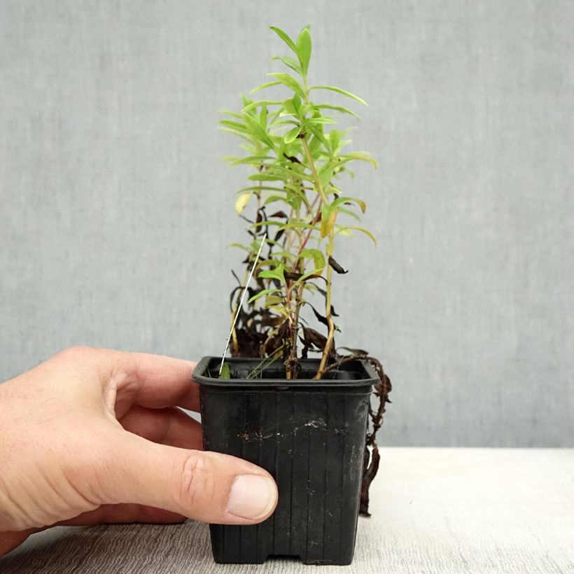 Exemplaar van Penstemon Le Phare - Slangenkop Kweekpotje van 8/9 cm zoals geleverd in de herfst