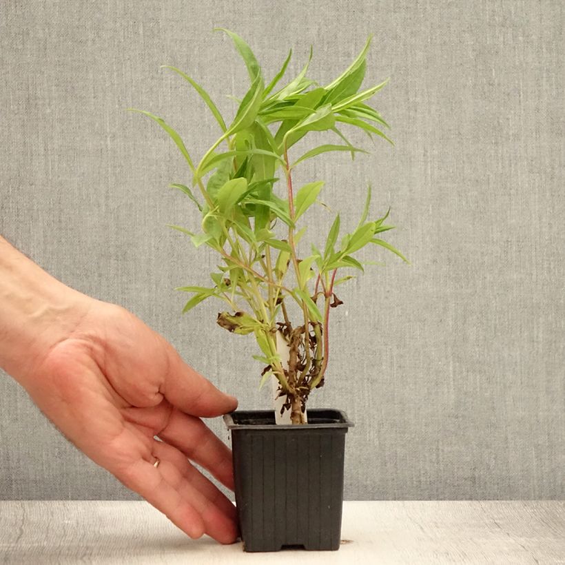 Exemplaar van Penstemon Le Phare - Slangenkop Kweekpotje van 8/9 cm zoals geleverd in de zomer