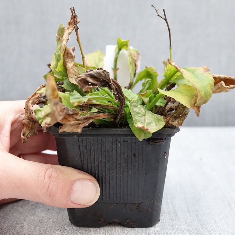 Example of Penstemon Nova Pearl - Slangenkop Kweekpotje van 8/9 cm as you get in hiver