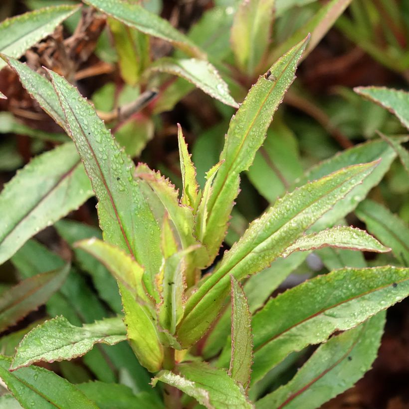 Penstemon Nova Twilight - Slangenkop (Blad)